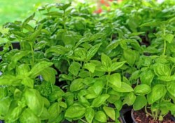 basil