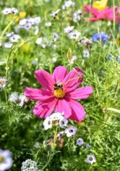 bee-meadow-mix