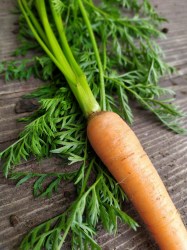 carrot