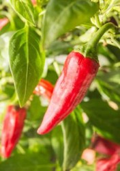 chilli8