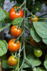 cocktail-tomato