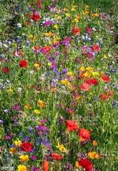flower-mix