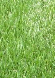 football-lawn