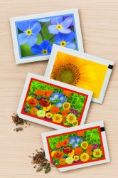 forget-met-not_mini-sunflower_flower-mix