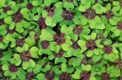 four-leaf-clover-bulbs