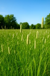 grass