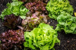 lettuce-mix