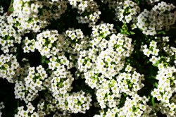lobularia-maritima