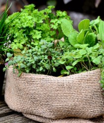 mixture-of-herbs