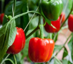 pepper