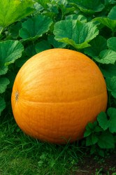 pumpkin-seeds