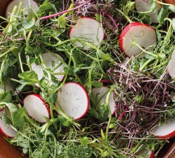 radish_coriander
