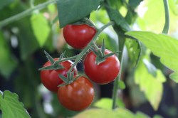 tomato
